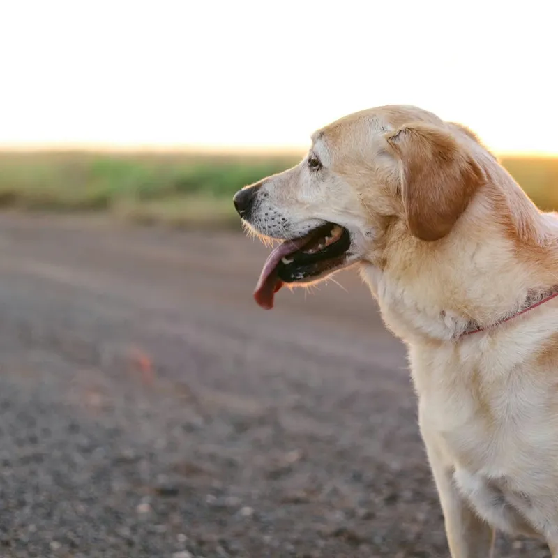 Rethinking the Daily Walk: When Routine Strolls Become a Source of Canine Stress