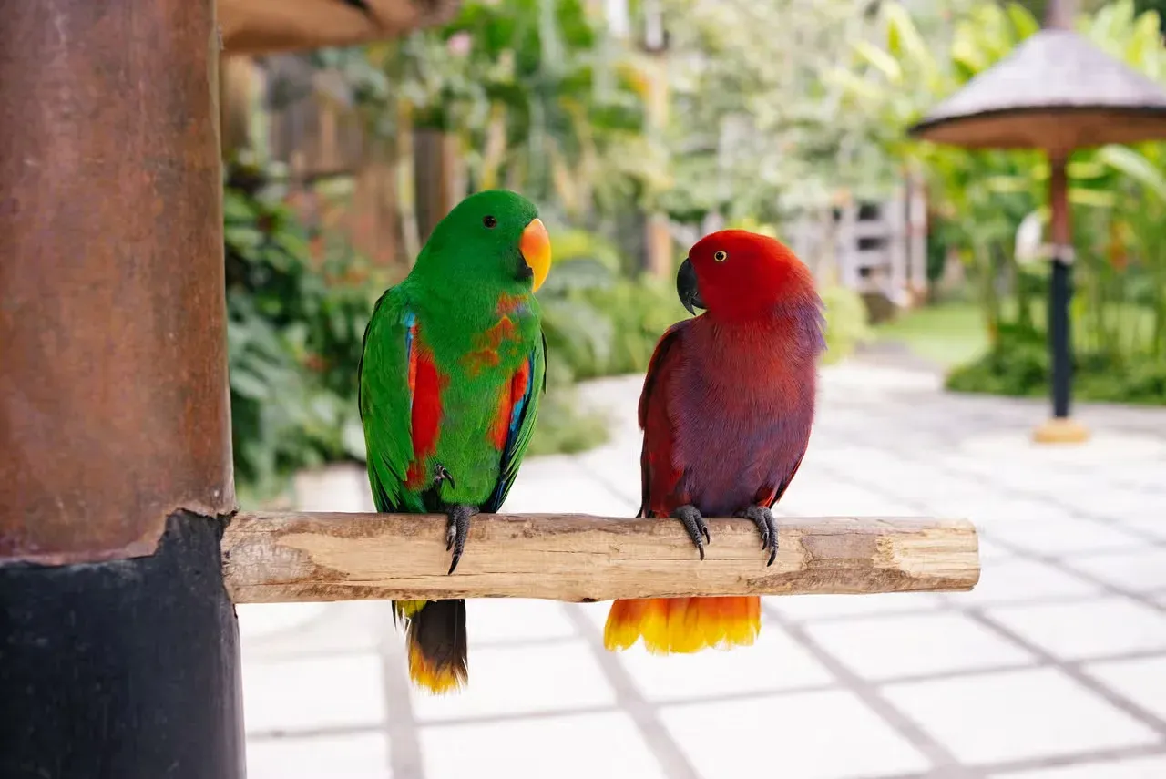 A pair of colorful Eclectus parrots talking to each other.