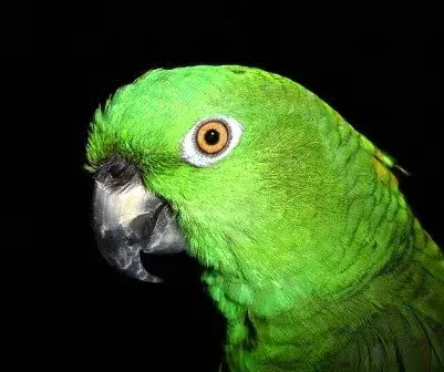 A green parrot