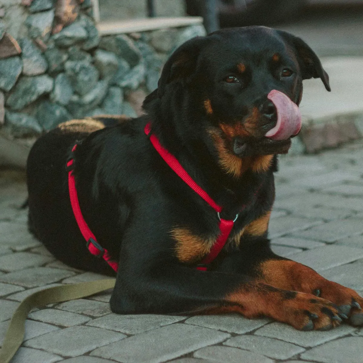 Top Five Dog Breeds for Protecting Your Household