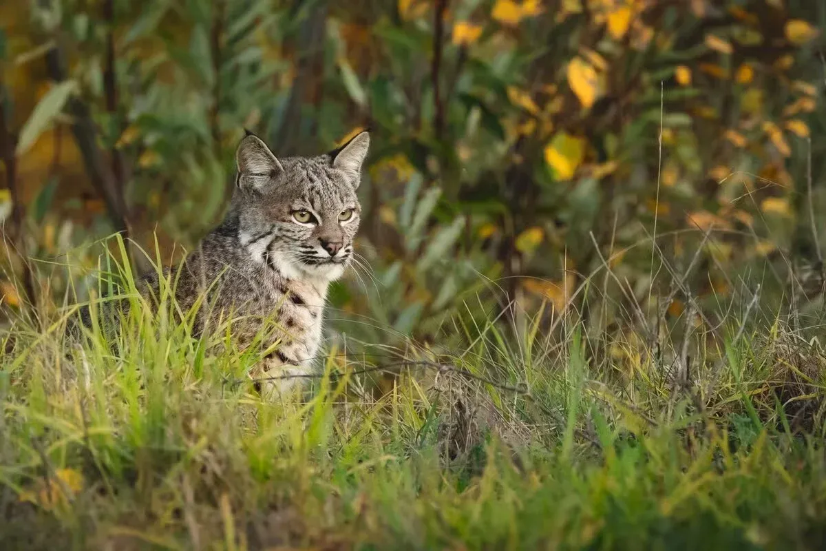 A bobcat