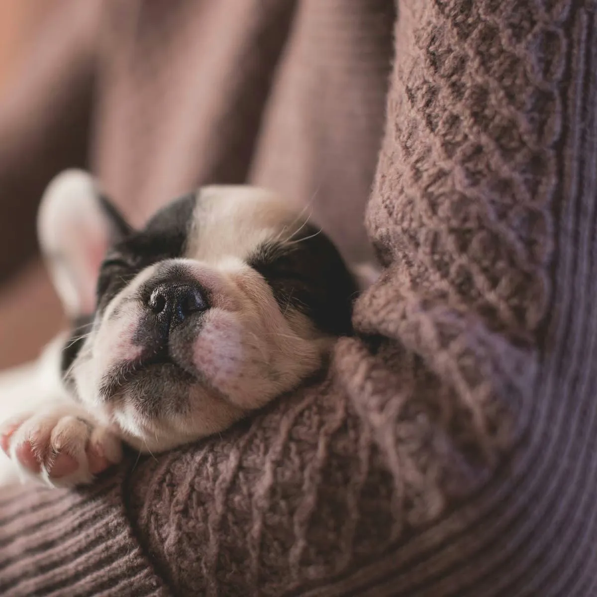 Ways to Persuade Your Parents to Say Yes to a Dog