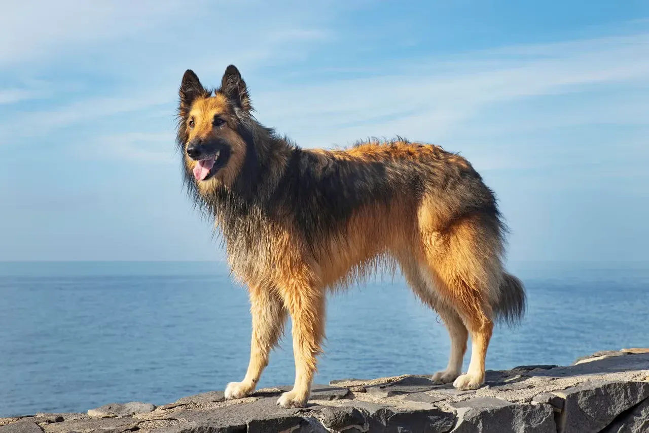 A Belgian Tervuren standing by the sea.