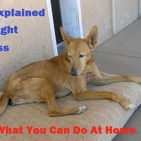 When a Dog Drops Weight Without a Clear Reason: Home Strategies and Hidden Causes