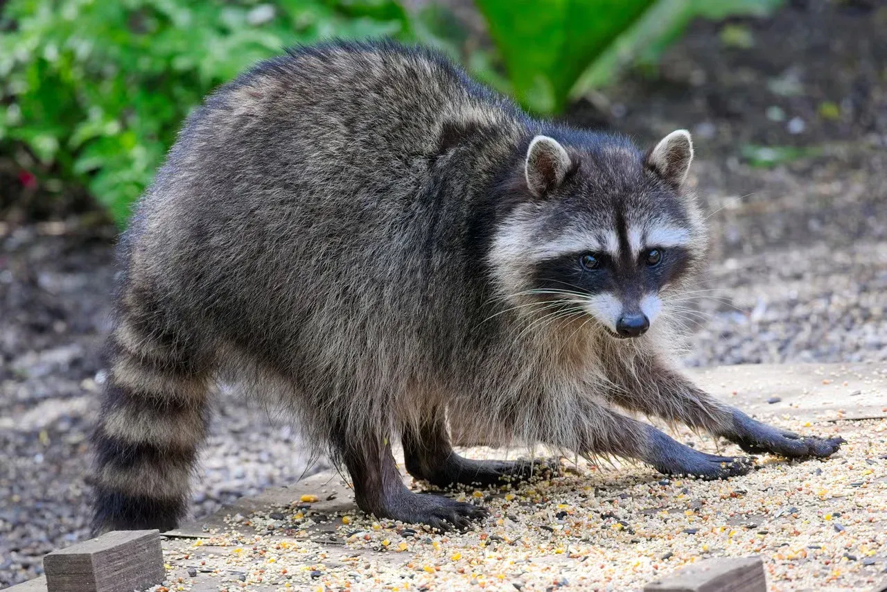 A cute raccoon outside.
