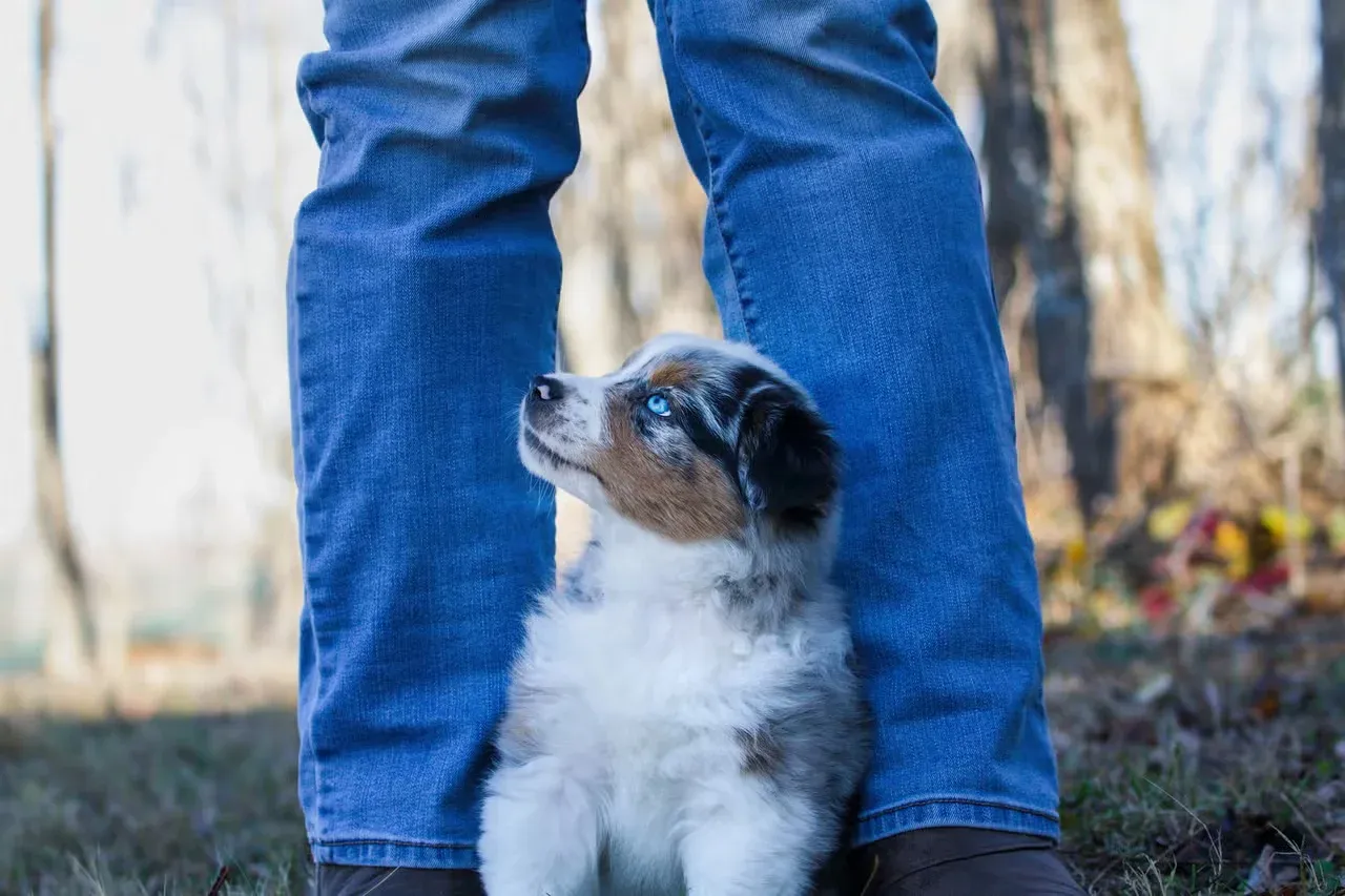An Aussie Shepherd puppy standing at the feet of it's owner.