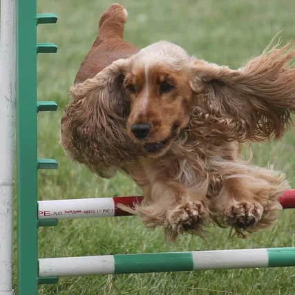 Strategies for Managing Heartworm Strains That Resist Standard Prevention
