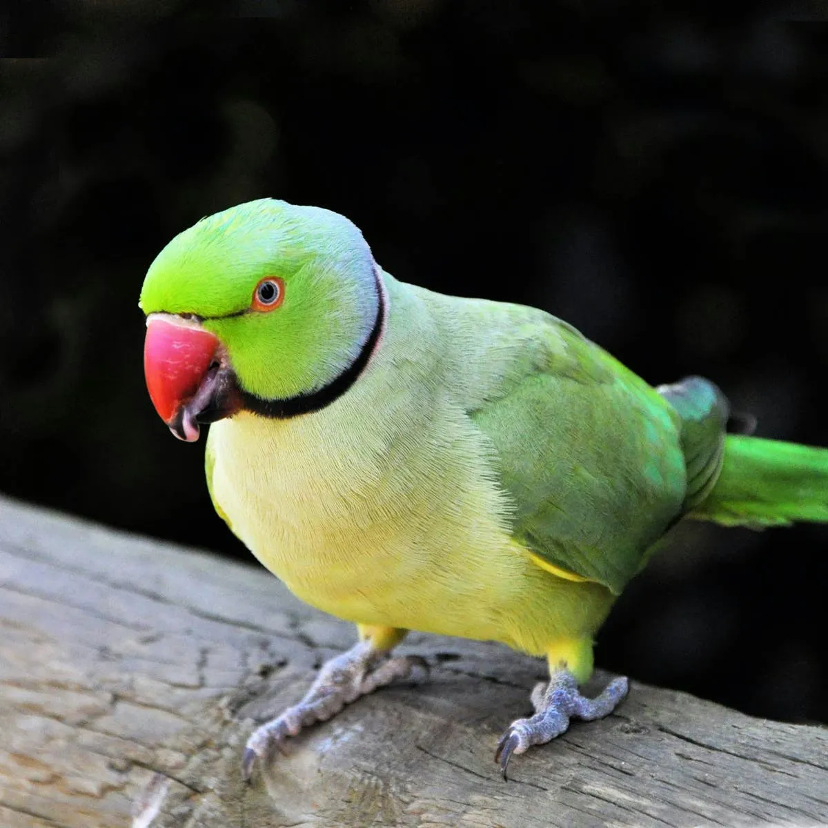Which Bird Should You Get? A Guide for First-Time Owners