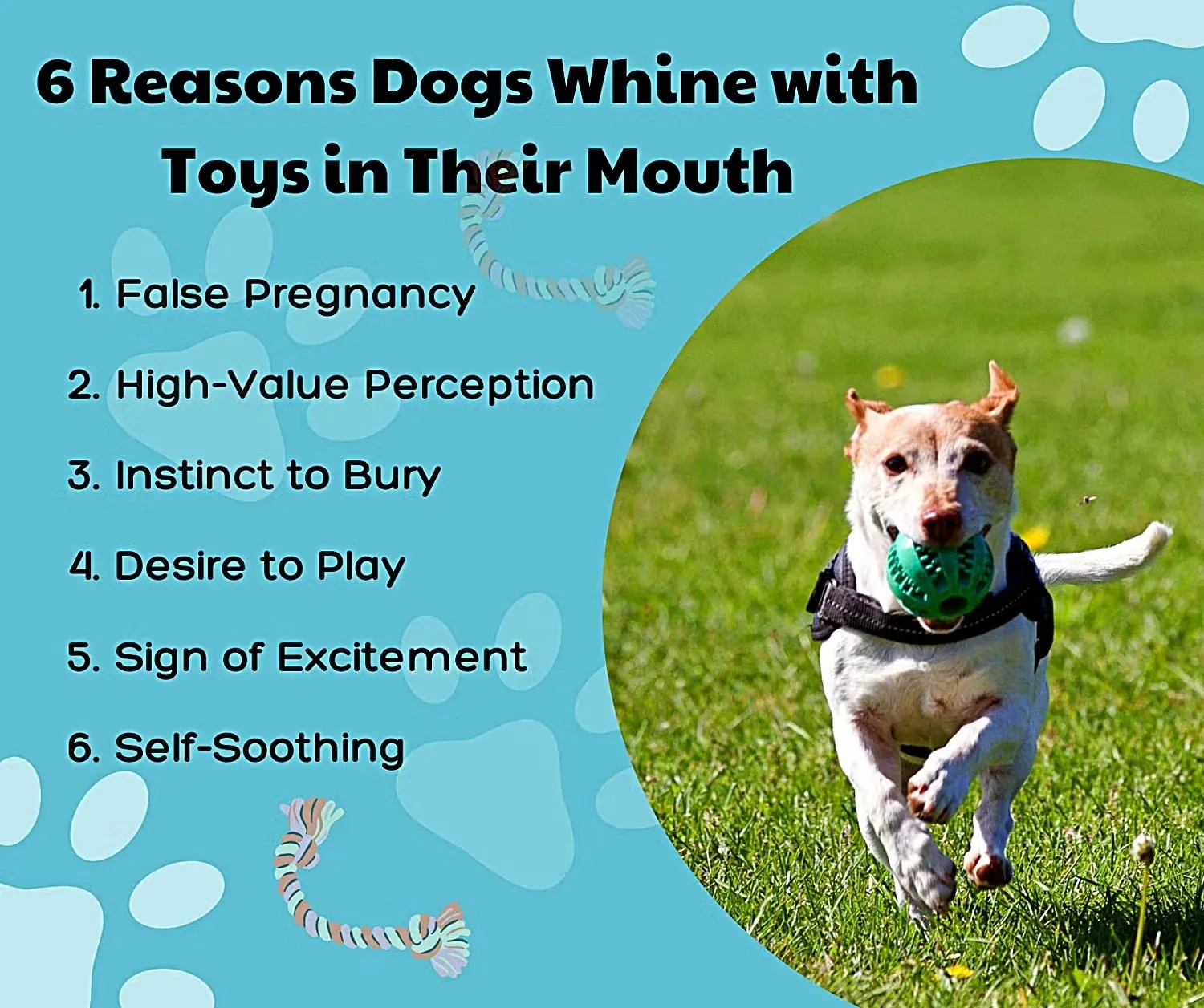 6 Reasons Dogs Whine with Toys in Their Mouth Infographic