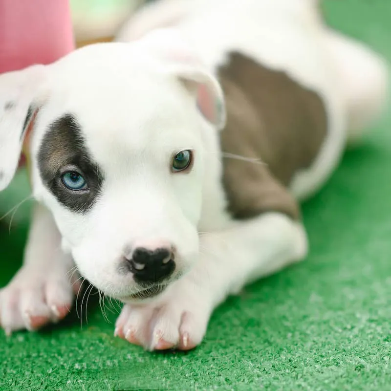 Piglet the Foster Pittie Warms Up to His New Home Thanks to a Floor Vent