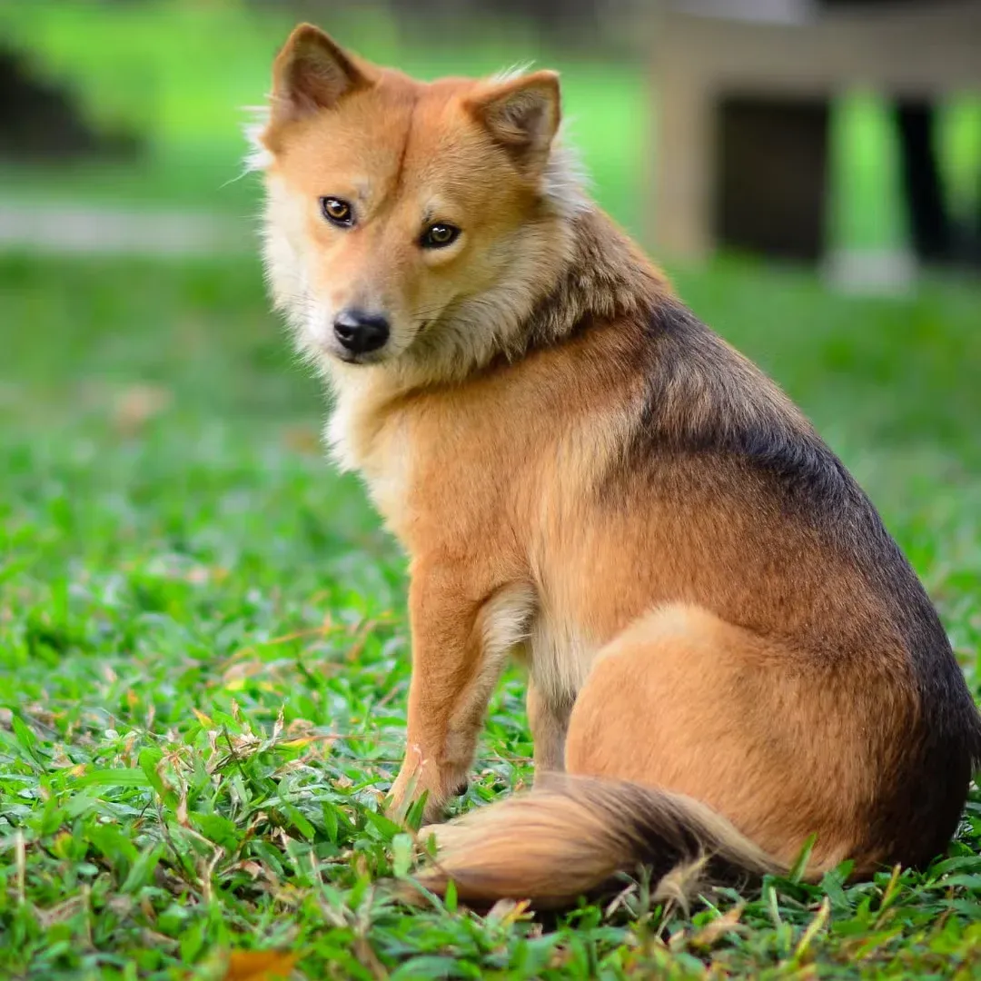 Finnish Spitz sitting on grass and looking back at the camera