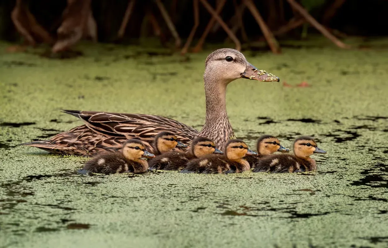 A mother duck with her ducklings who each have adorable names.