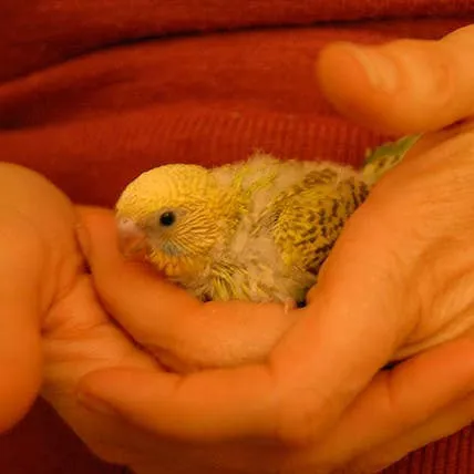 Bringing a Parakeet Home: What Families Should Know