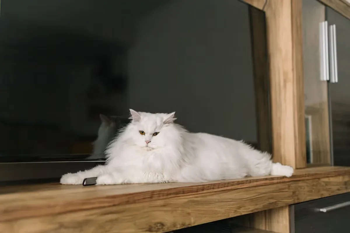 A fluffy white cat chilling by a flatscreen TV.