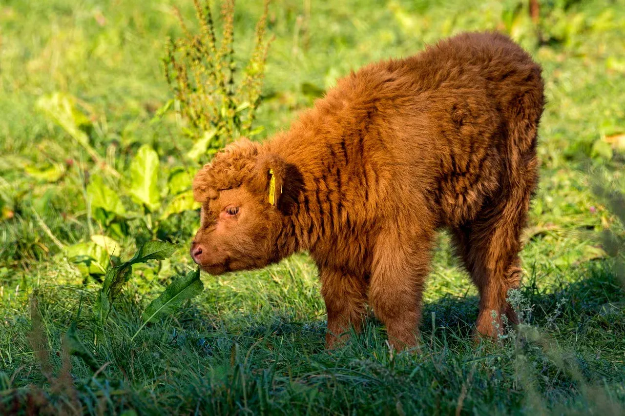 A Highland calf sniffing a leaf.