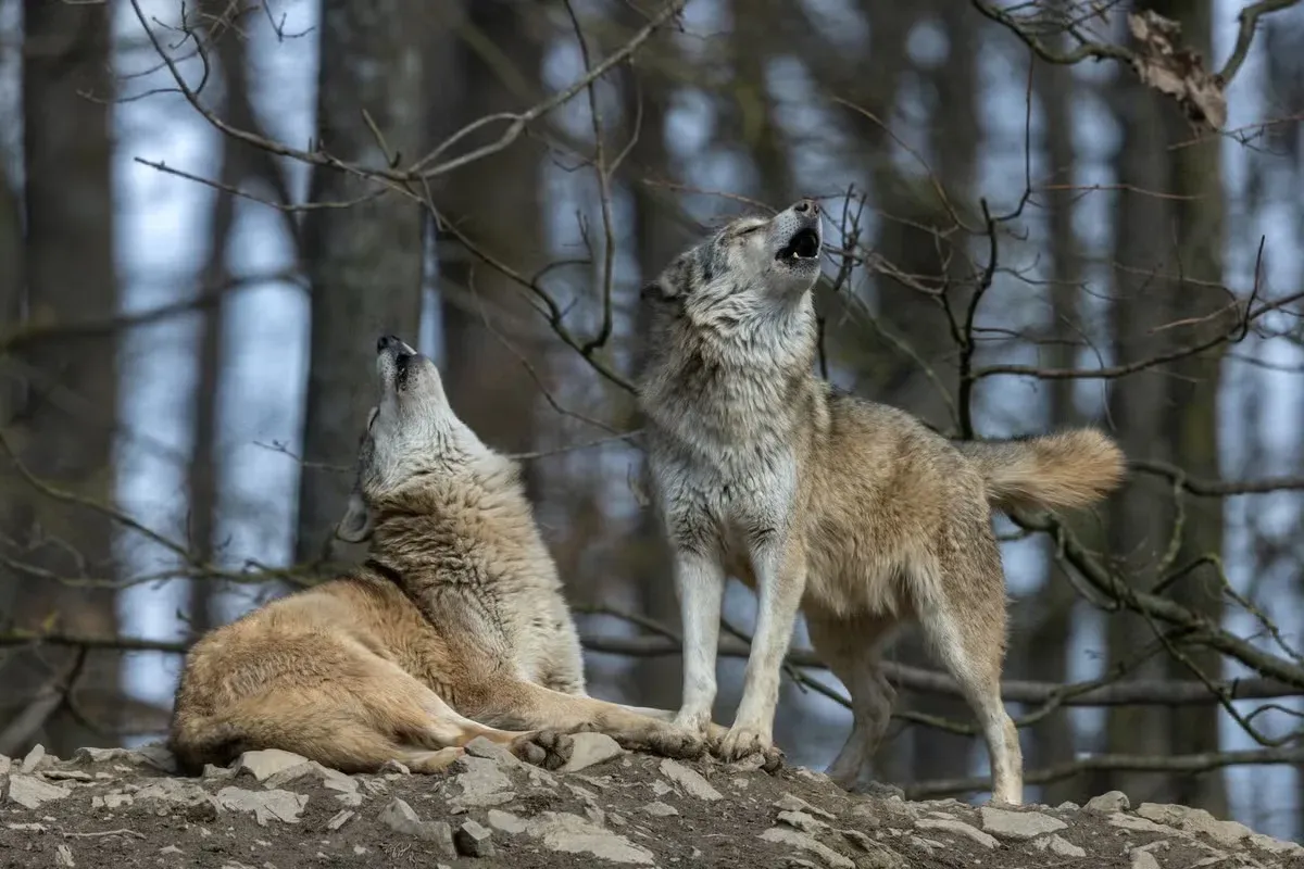 A pair of wolves howling together.