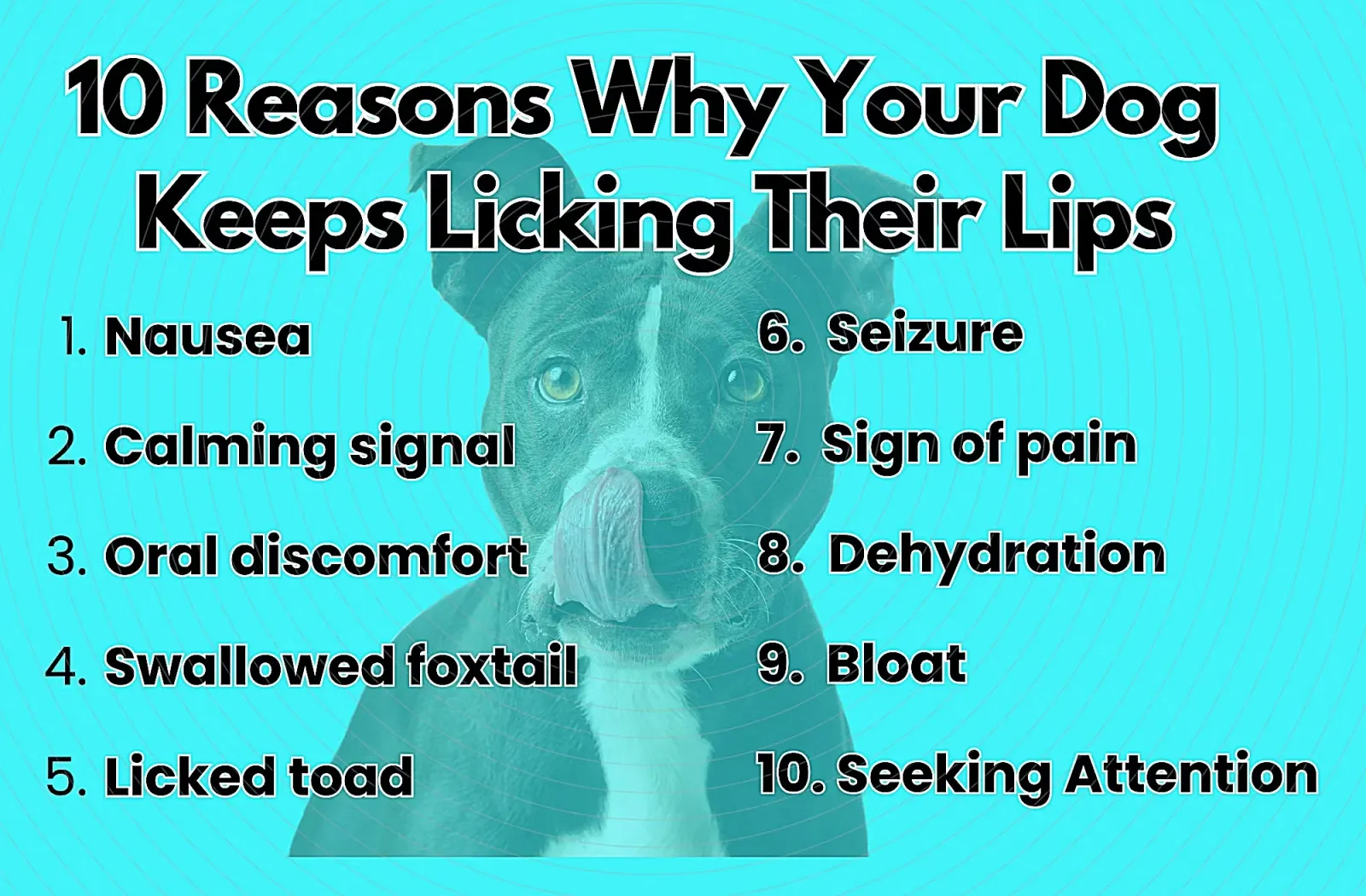 10 Reasons Why Your Dog Keeps Licking Their Lips Infographic