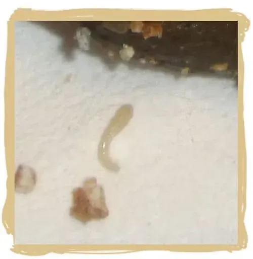 Intestinal worms