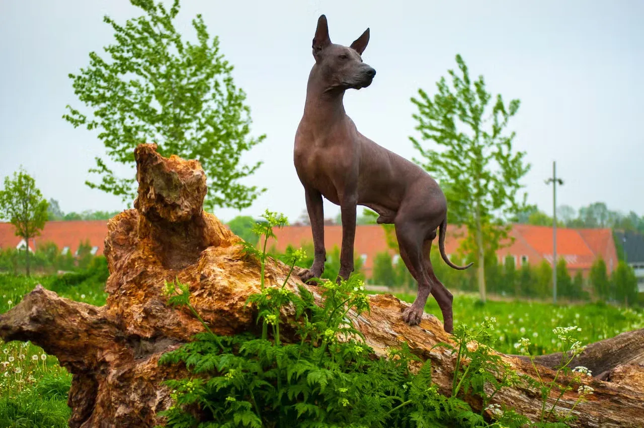 A Xoloitzcuintle standing on a log.