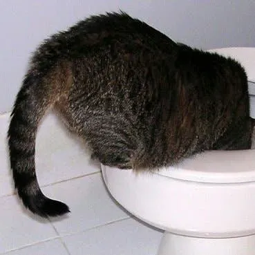 The Curious Case of Feline Toilet Drinking