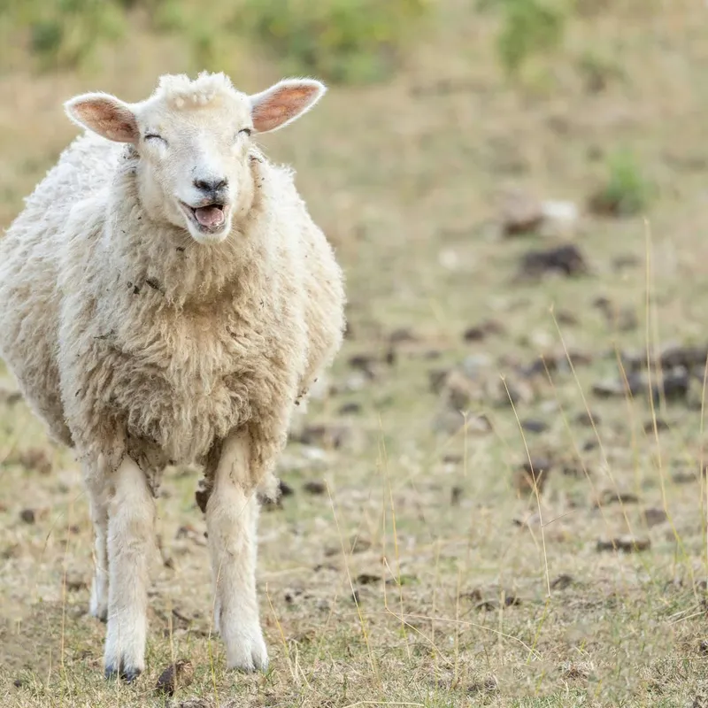 Sheep and Lamb Name Ideas: Over 200 Options from Adorable to Hilarious