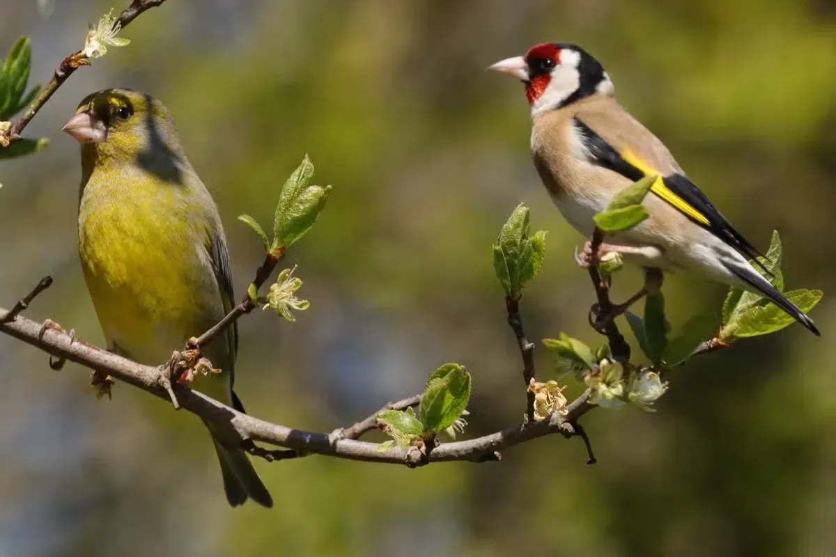 An European greenfinch perched on the same branch as an elegant goldfinch.