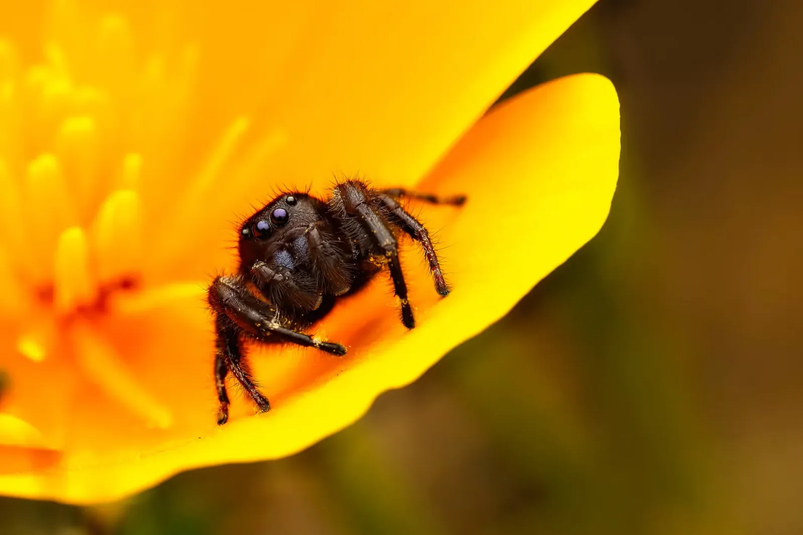 A spider on a yellow flower.