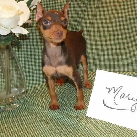 Life with a Miniature Pinscher: Buzz's Journey from Puppy to Companion