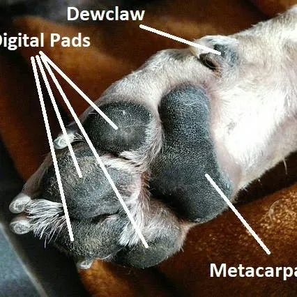 Carpal Pads in Dogs: Why They Matter and How to Care for Them