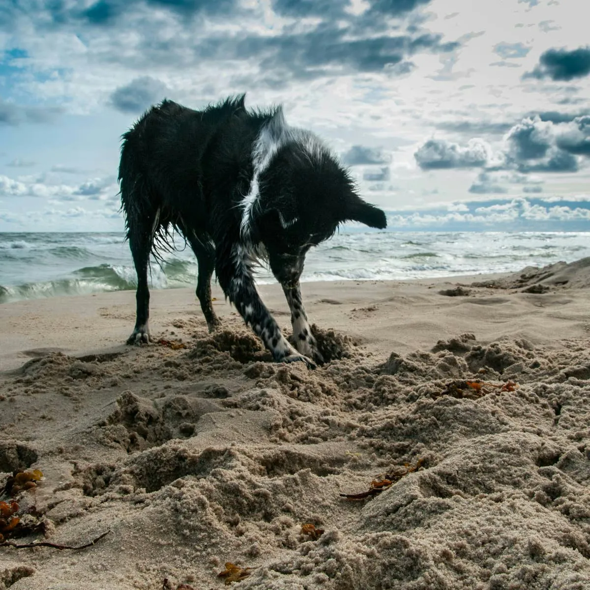Stop Your Dog's Digging: A Trainer's Guide to Redirecting the Behavior