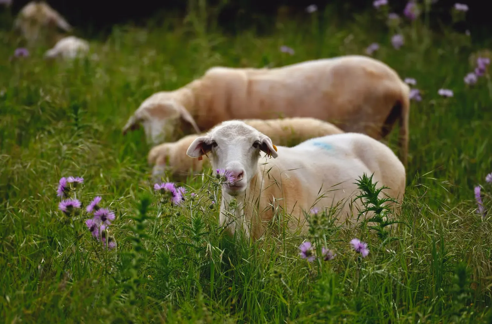 A sheep in a flower field with a biblical name.