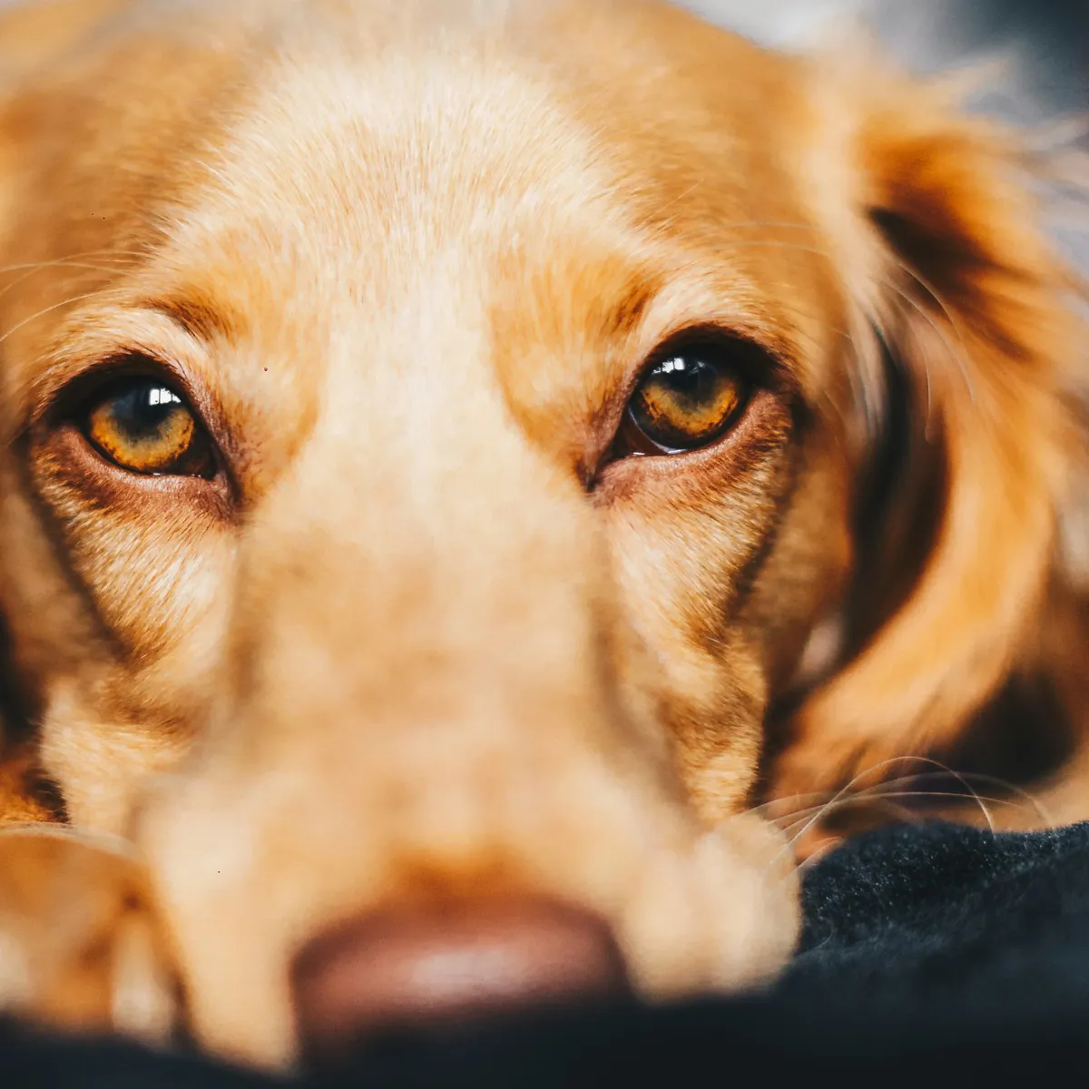 Recognizing and Managing Canine Hypothyroidism