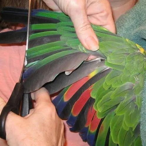 Wing Clipping: What Bird Owners Should Consider