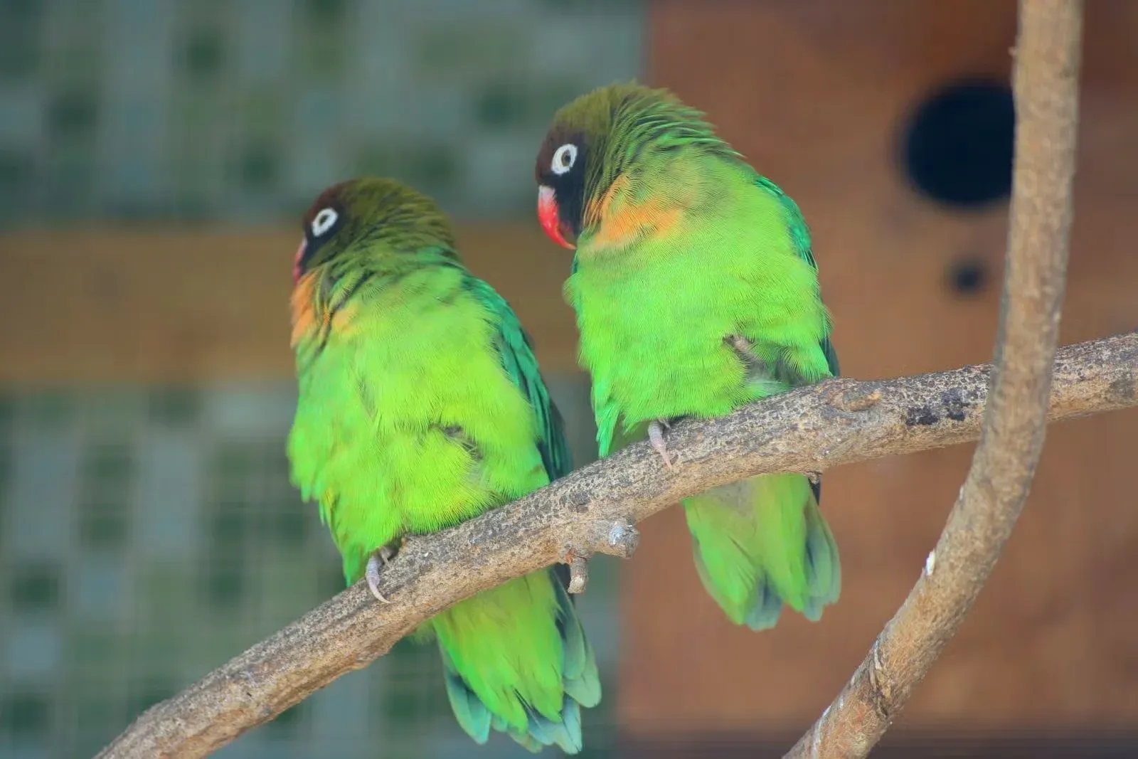 A pair of wild lovebirds