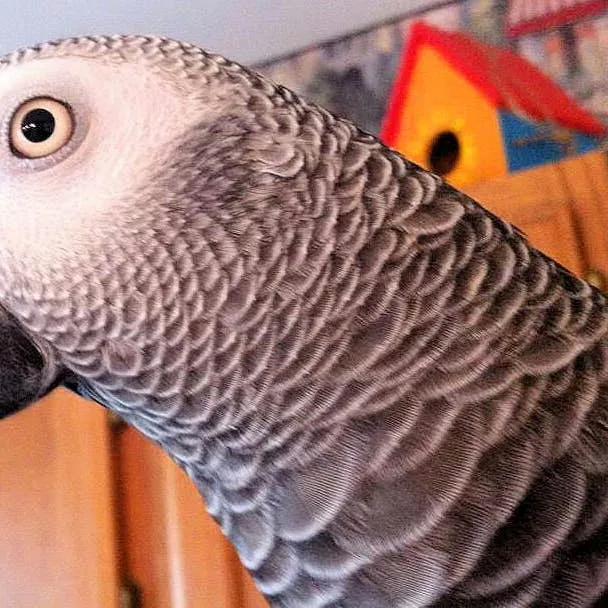 African Grey Parrots: A Guide to Ownership