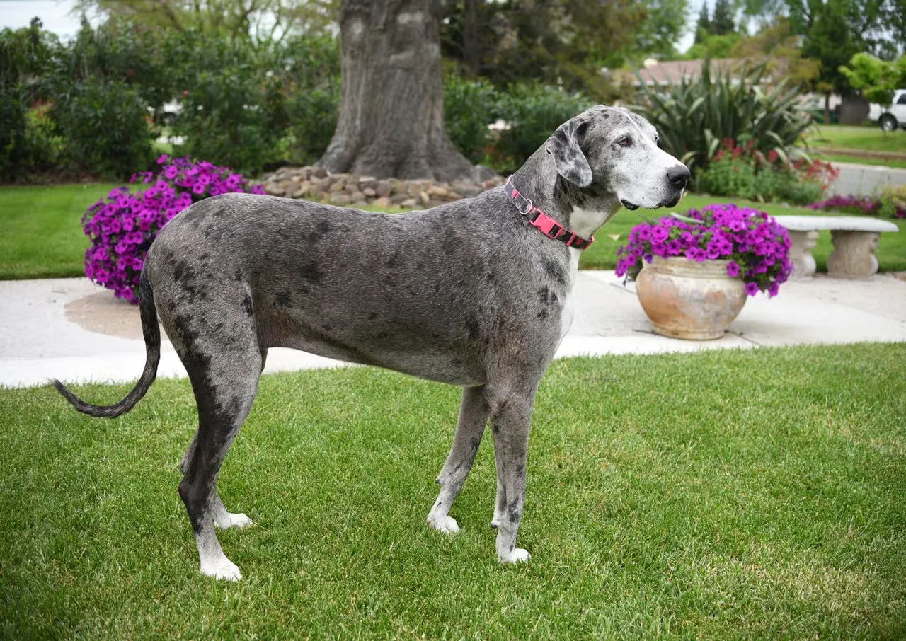 A tall Great Dane in a garden.