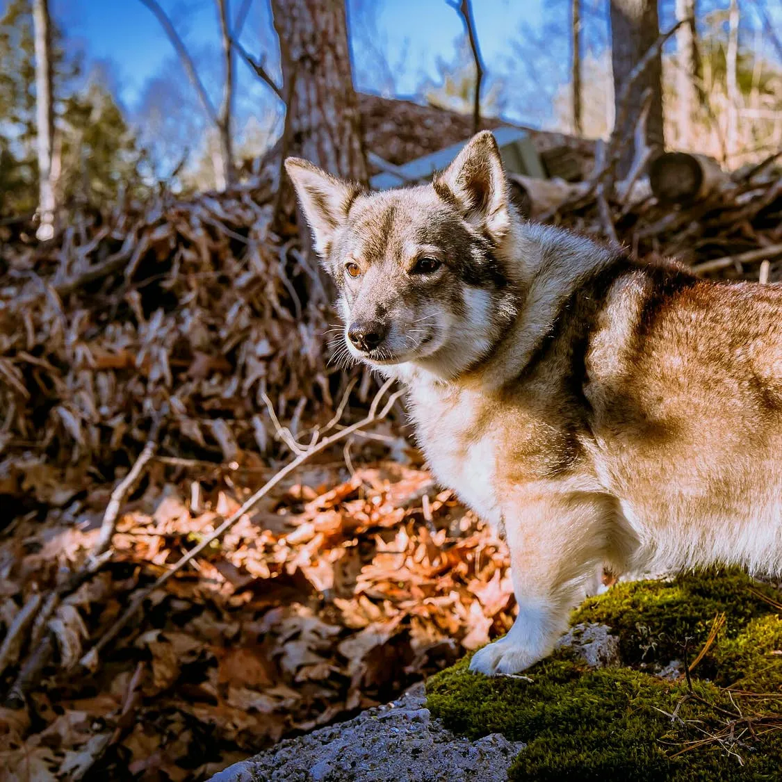 The Swedish Vallhund: A Complete Look at the "Little Viking Dog"
