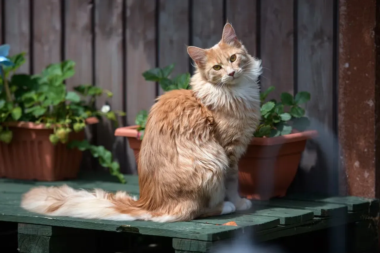 A Maine Coon with a female Irish cat name sitting outside.