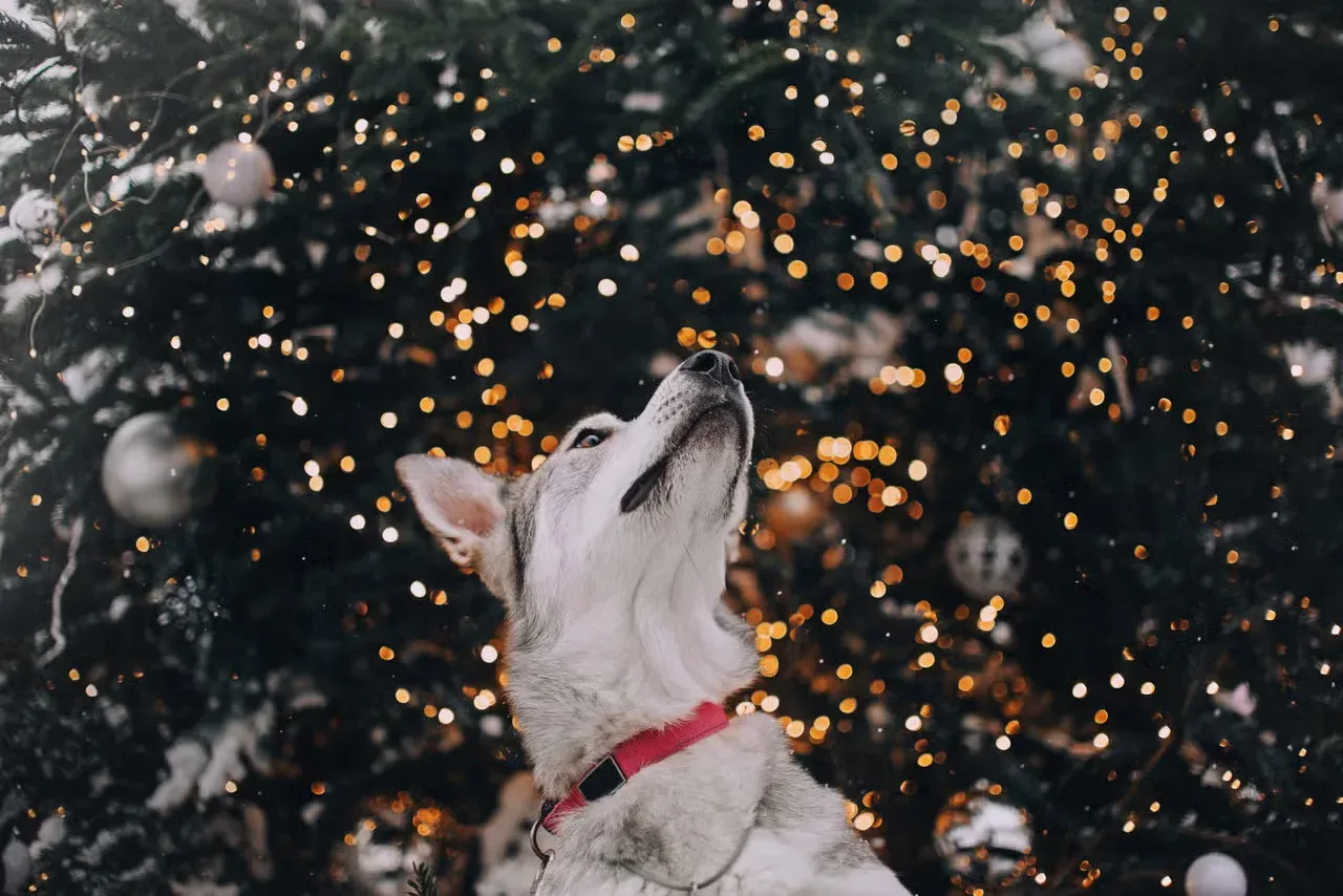 A dog posing by an outdoor Christmas tree.
