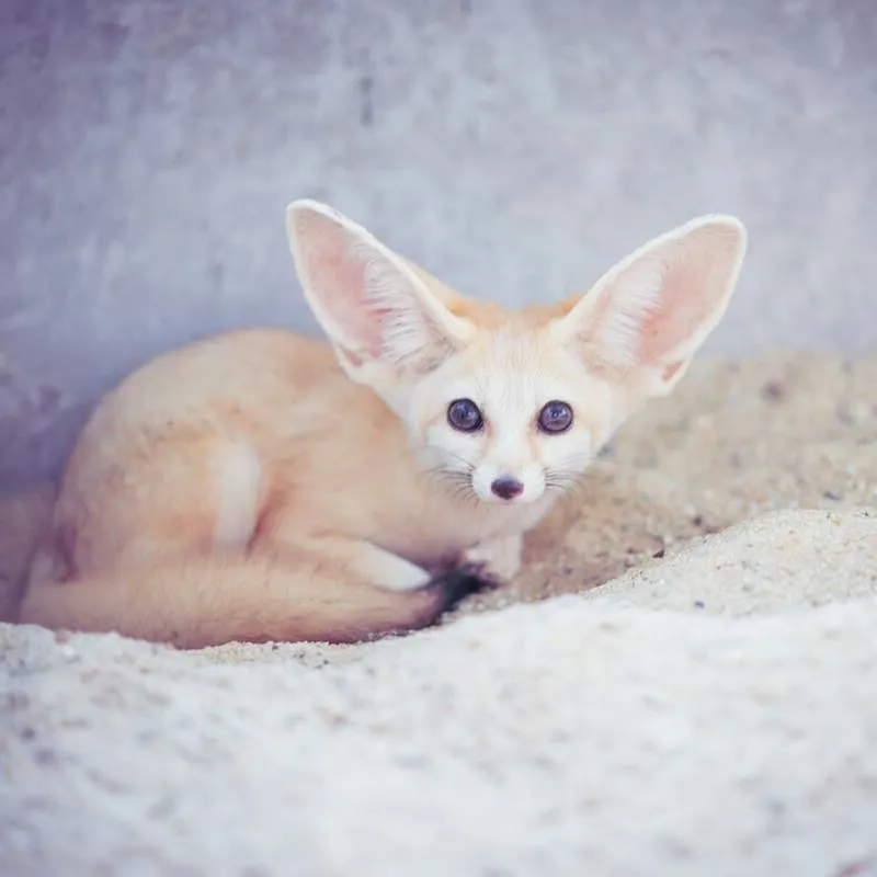 Desert Dwellers: Fennec Fox Pups Step Into the Open in a Scene of Unspoiled Calm