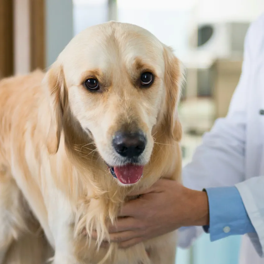 Adopting a 4-Year-Old Golden: Is Neutering Worth the Risk?