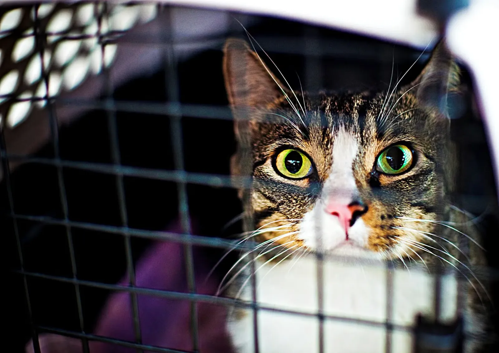 Cat in a Crate