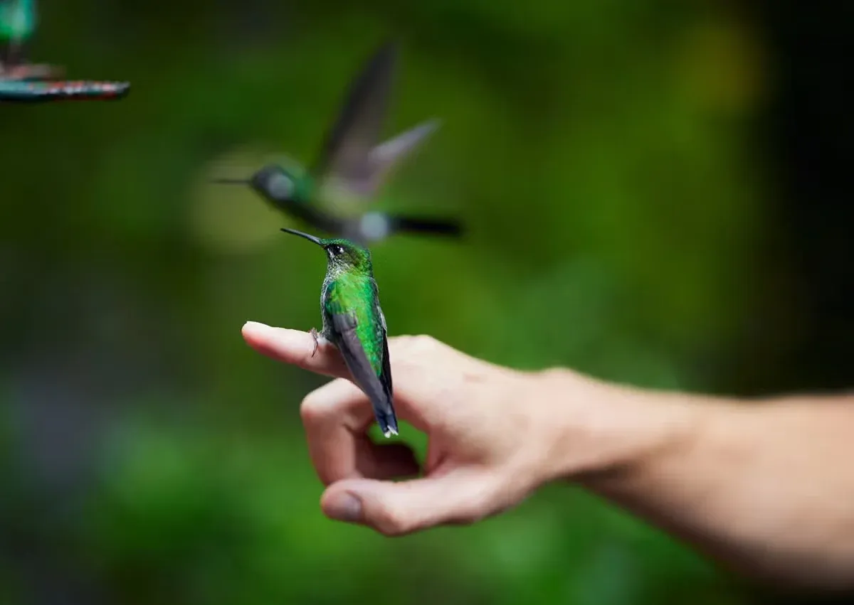 The close-up view of the hummingbird perching on the finger of a human.