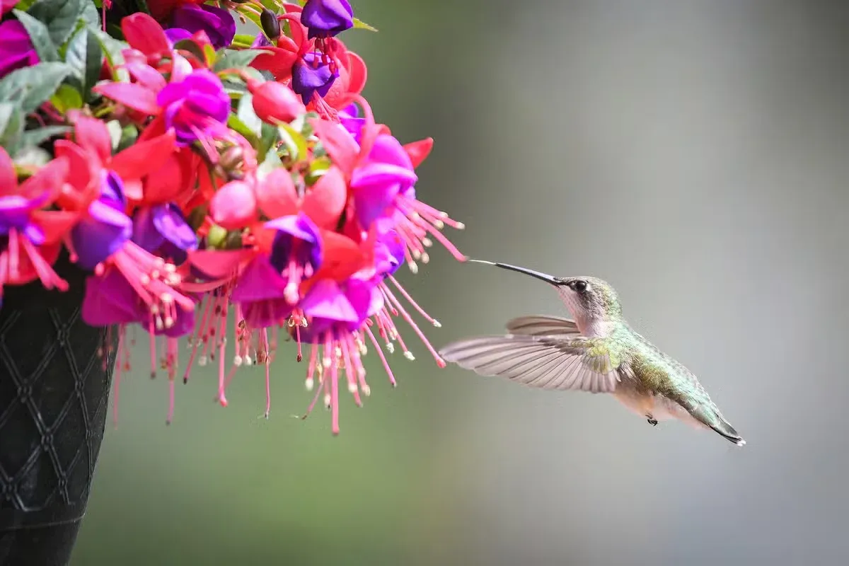 A hummingbird may return to the same backyard over and over again.