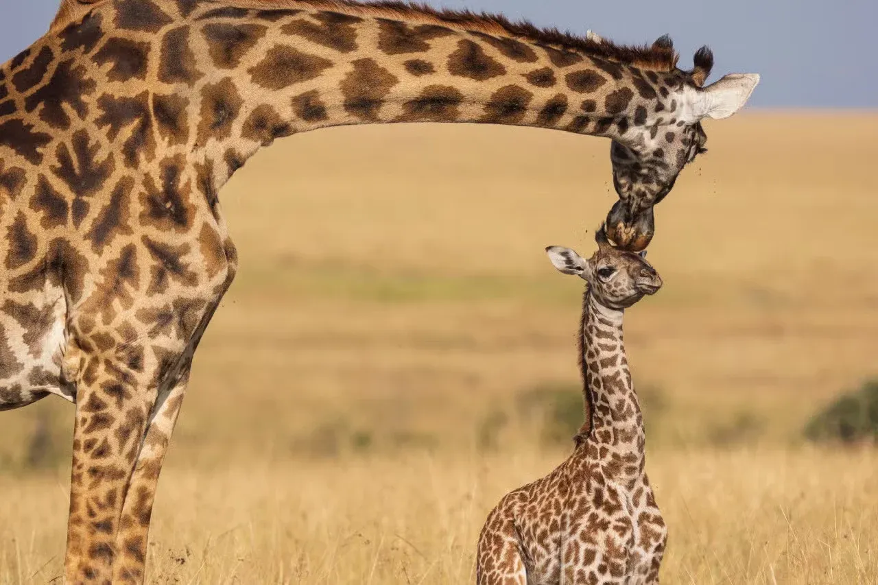A mama giraffe kissing her baby!