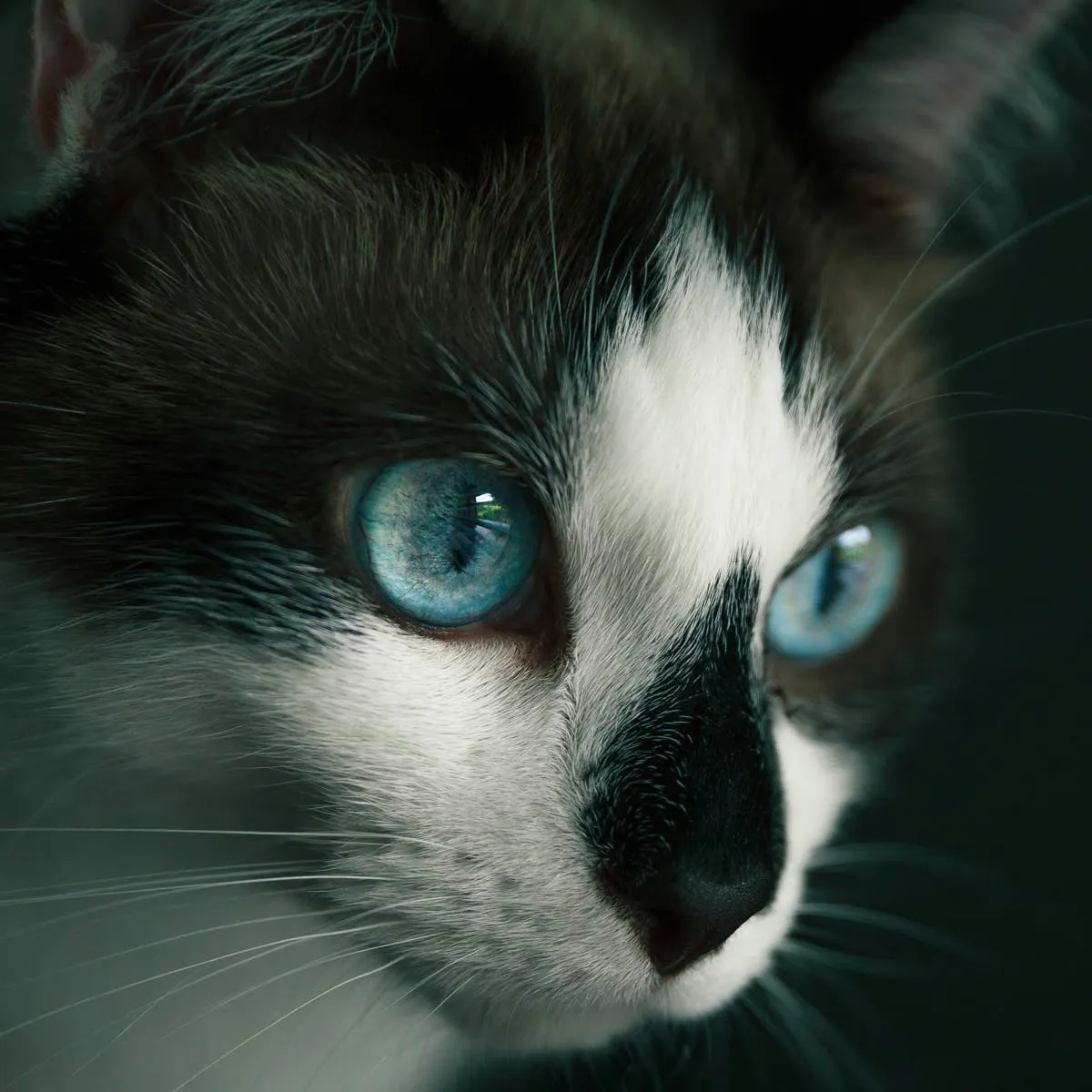 Managing Cat Conjunctivitis: When Home Care Works and When It Doesn't