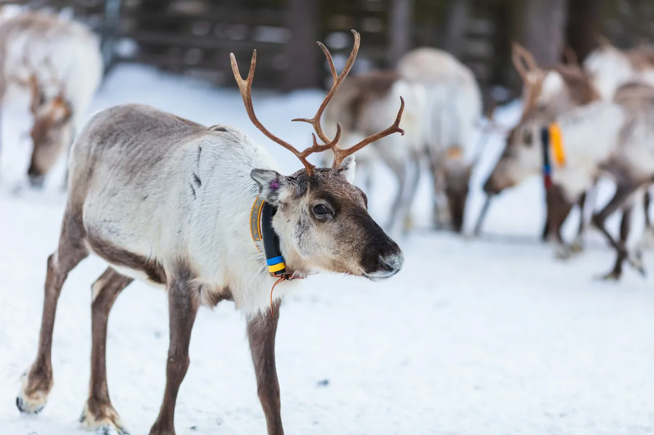 A cute reindeer with an even cuter name.