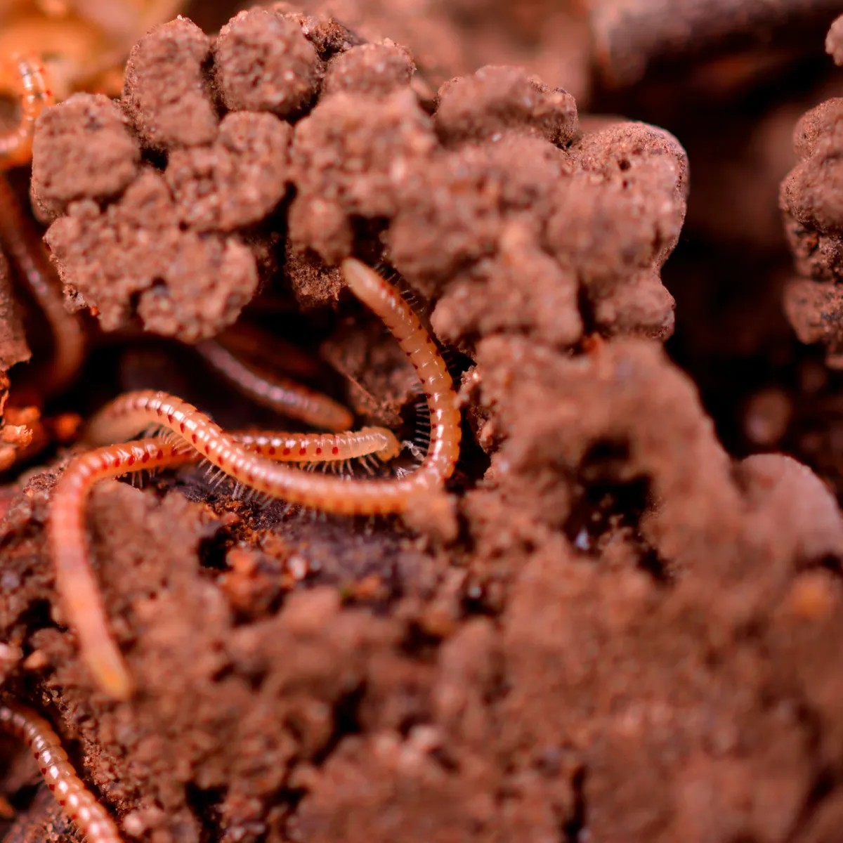 A Kid's Guide to Keeping Earthworms as Pets