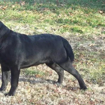 A Guide to Distinguishing English and American Labrador Retrievers