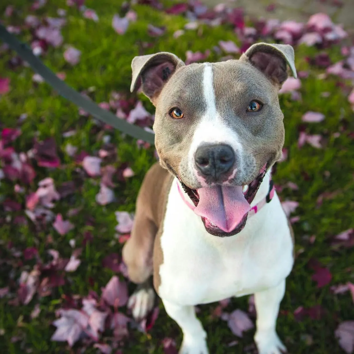 Deworming a Nursing Pitbull and Boosting Her Milk Supply: Vet Advice